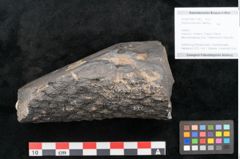 Foto (Objekt + Etikett) von Knorria imbricata Sternbg. (NHMW-GEO-2024-0188-11042)